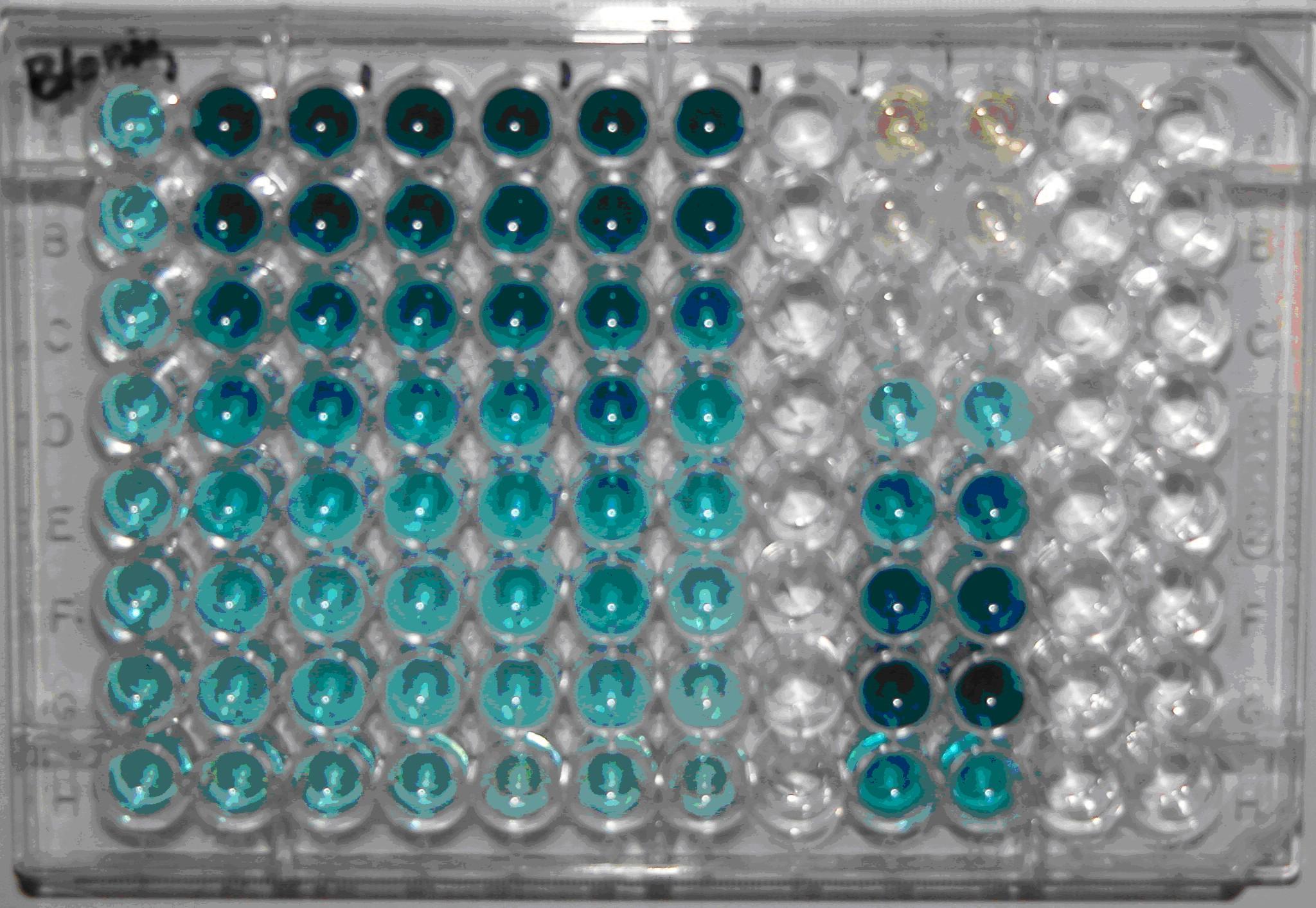 SOS Gene Response System